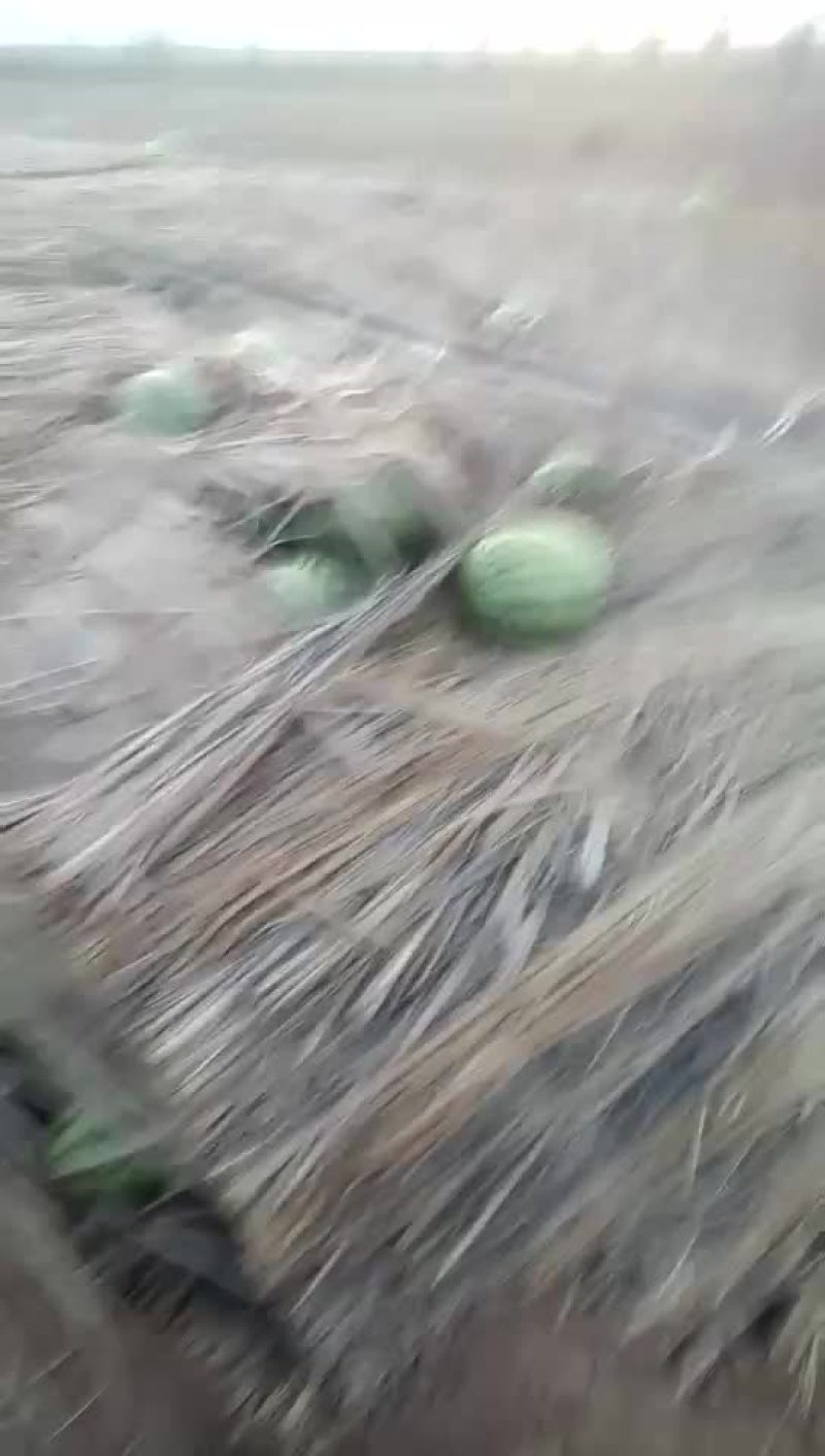 存货西瓜