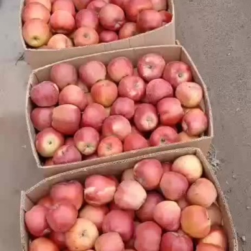 红星苹果金冠苹果酥梨