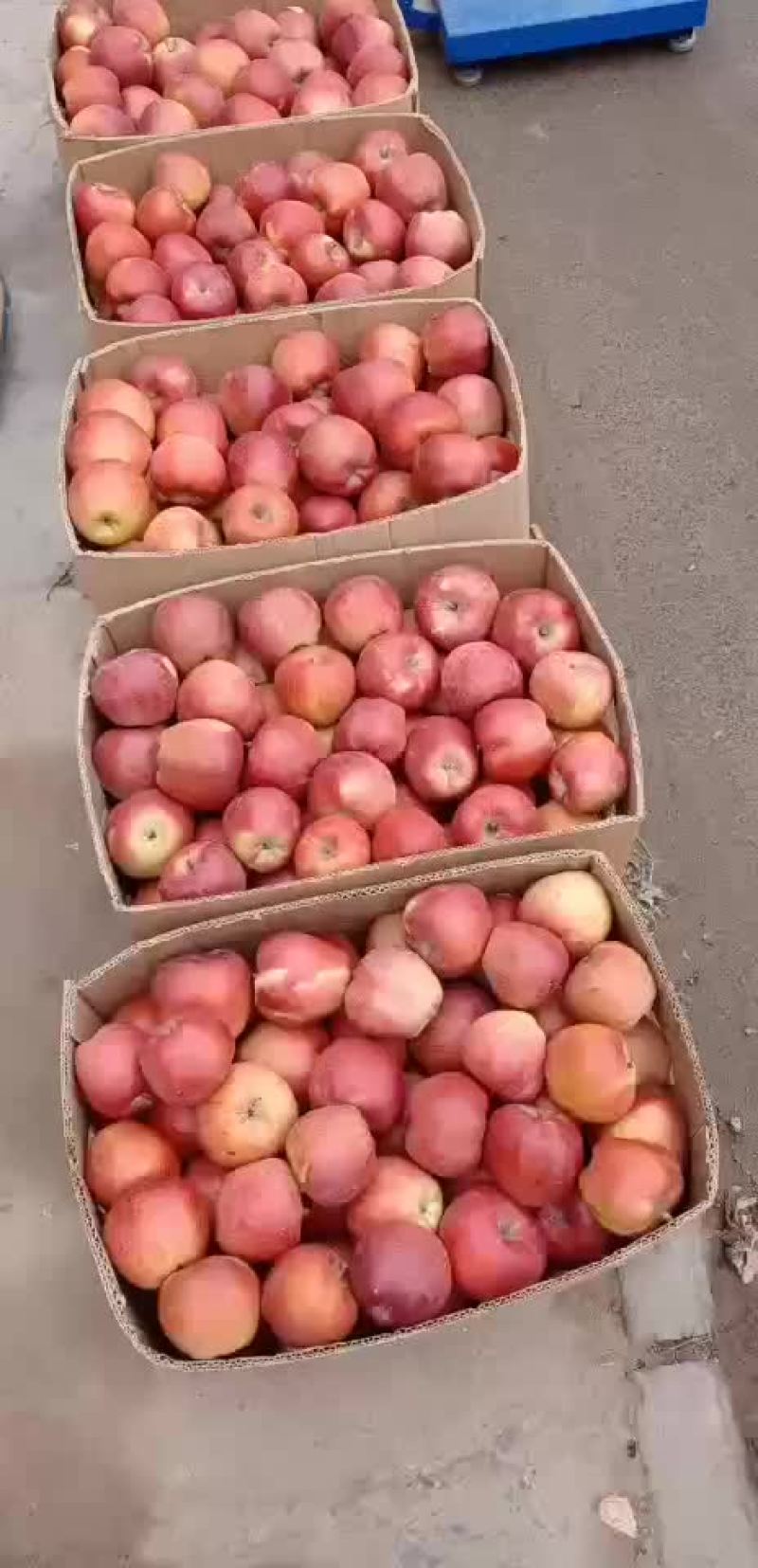 红星苹果金冠苹果酥梨