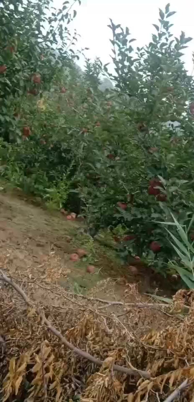 红星苹果金冠苹果酥梨