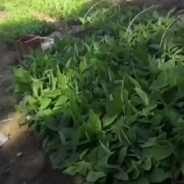 巴西蕉苗，香蕉苗一万多棵