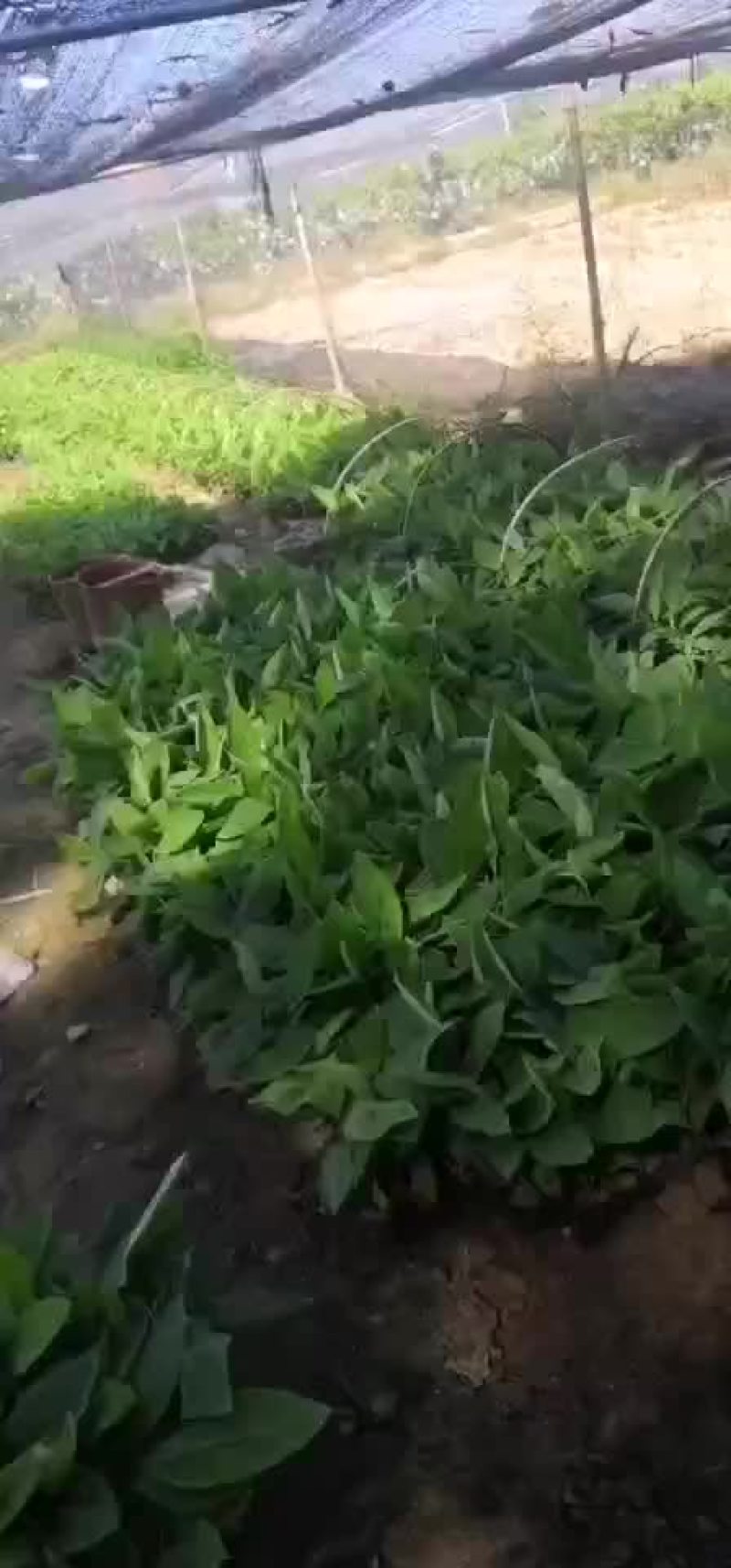 巴西蕉苗，香蕉苗一万多棵