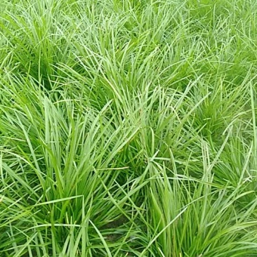 麦苳草