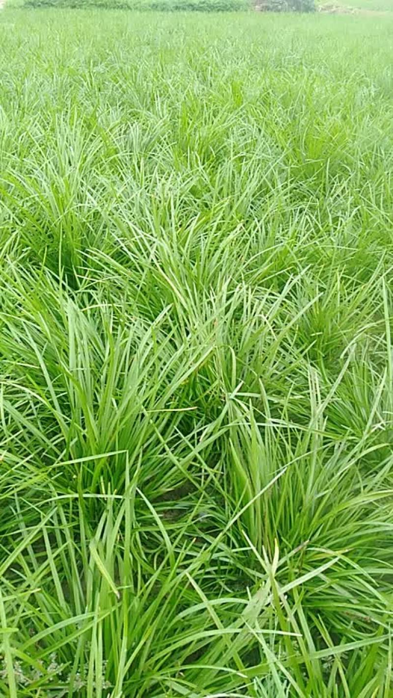 麦苳草