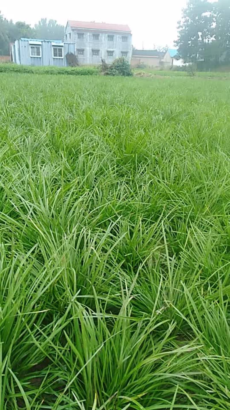 麦苳草