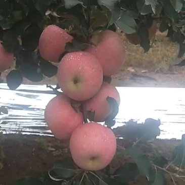 大量优质红富士苹果上市