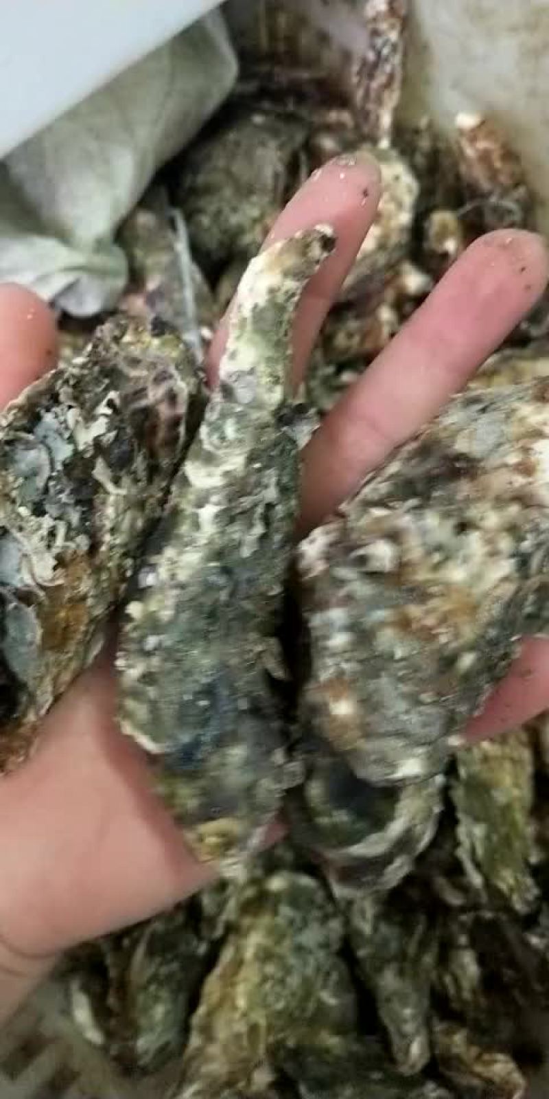 牡蛎有货
