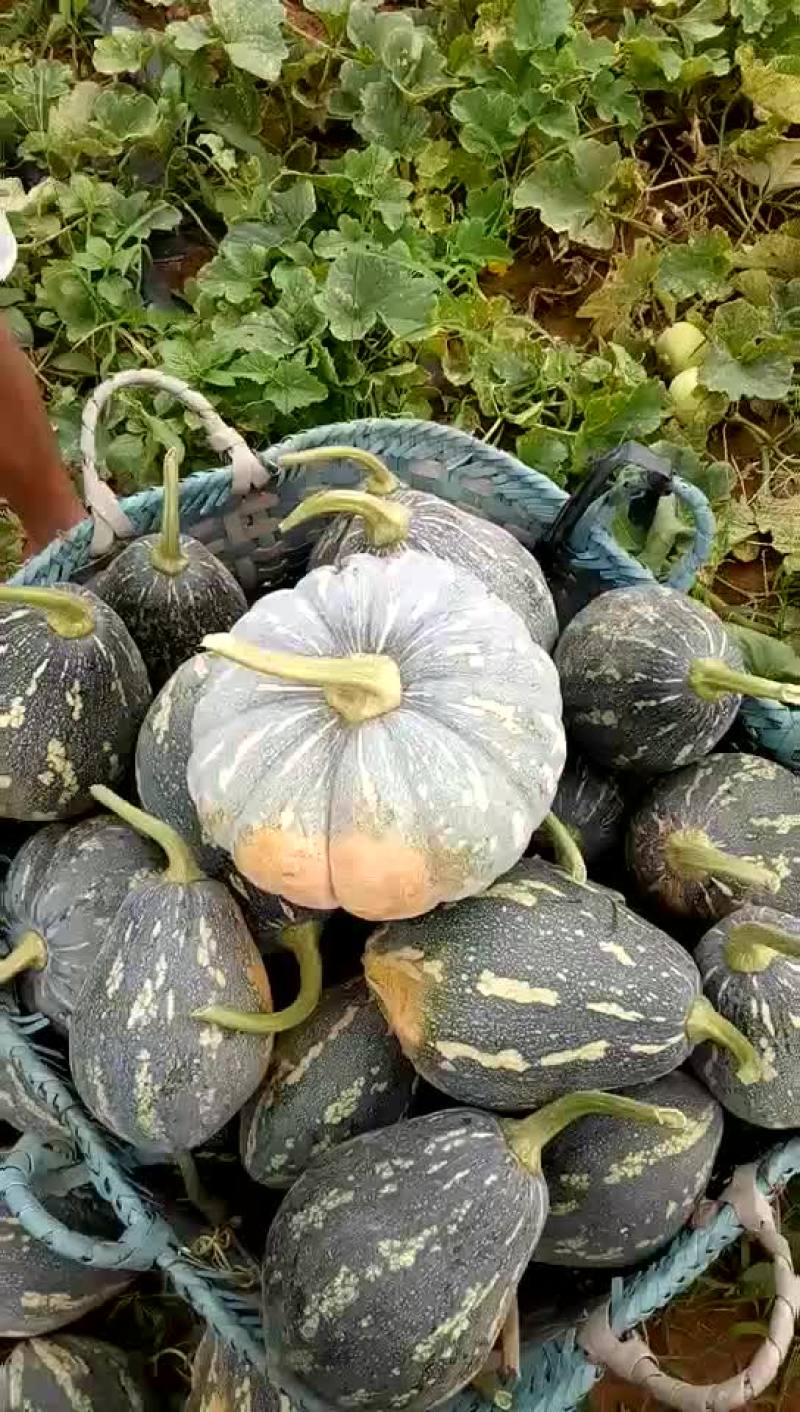 香芋南瓜