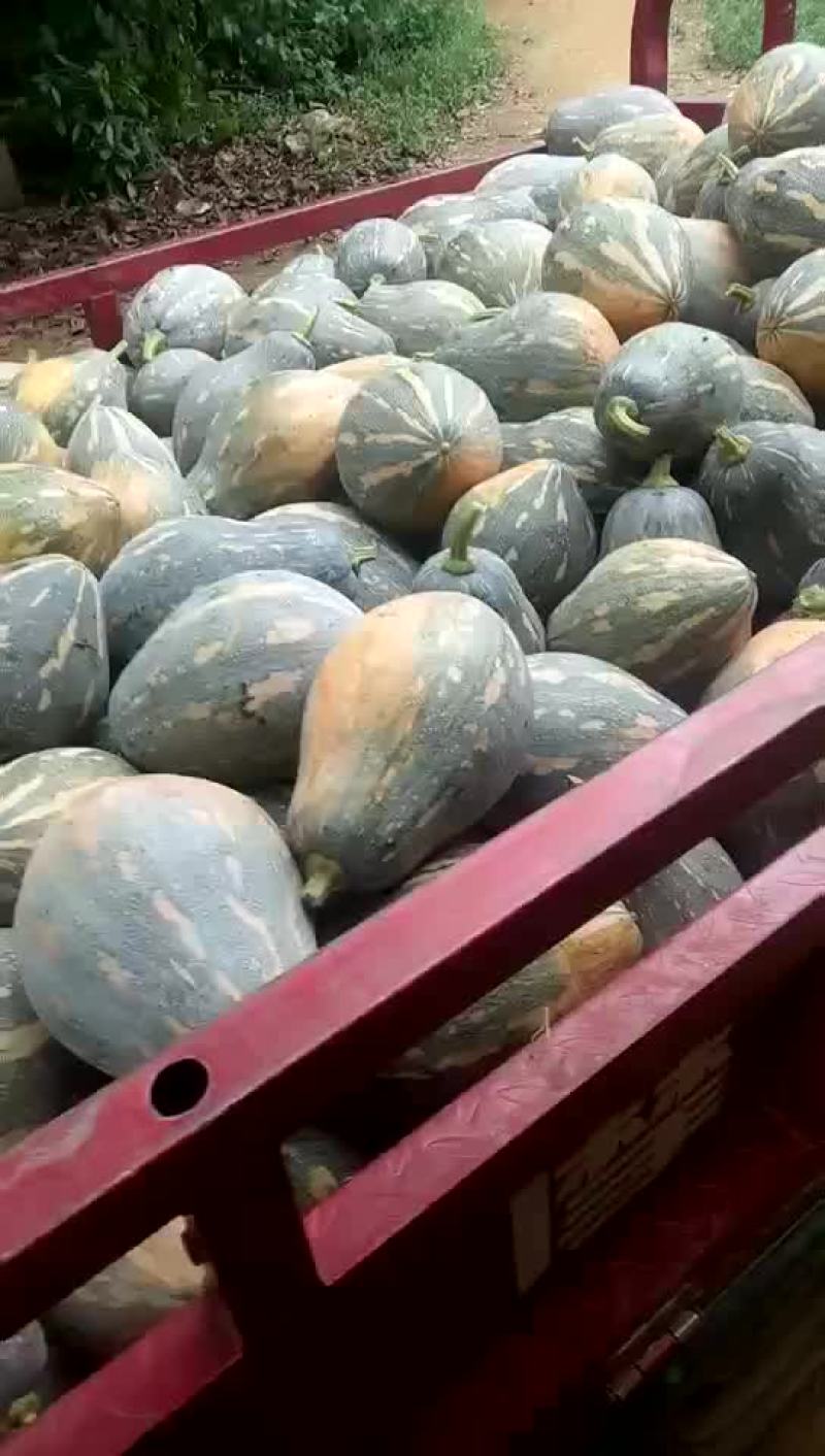 香芋南瓜