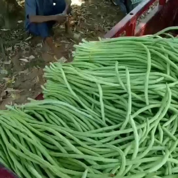 豆角