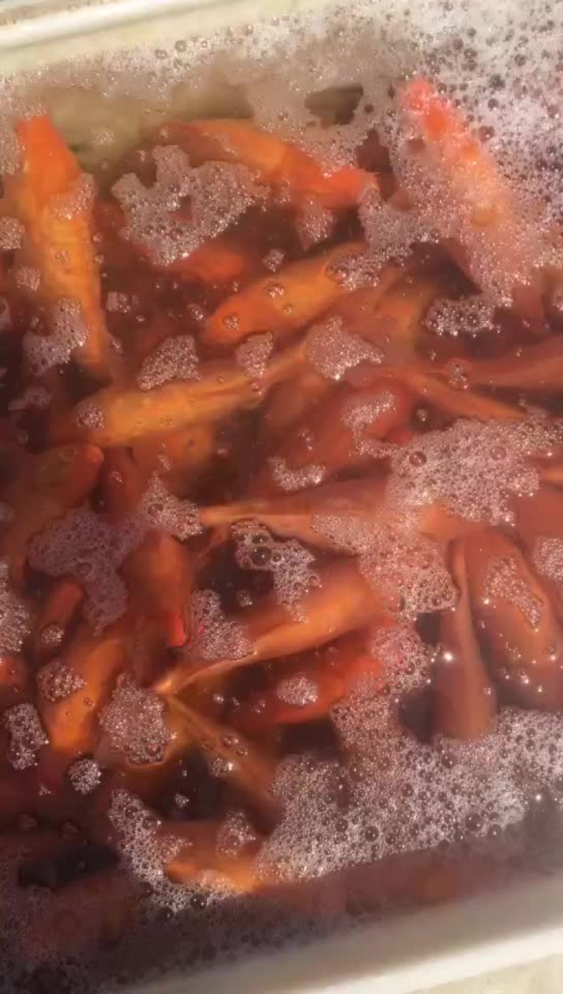 精品水库鱼溏大小红鲤鱼，质量好，可食用可观赏。