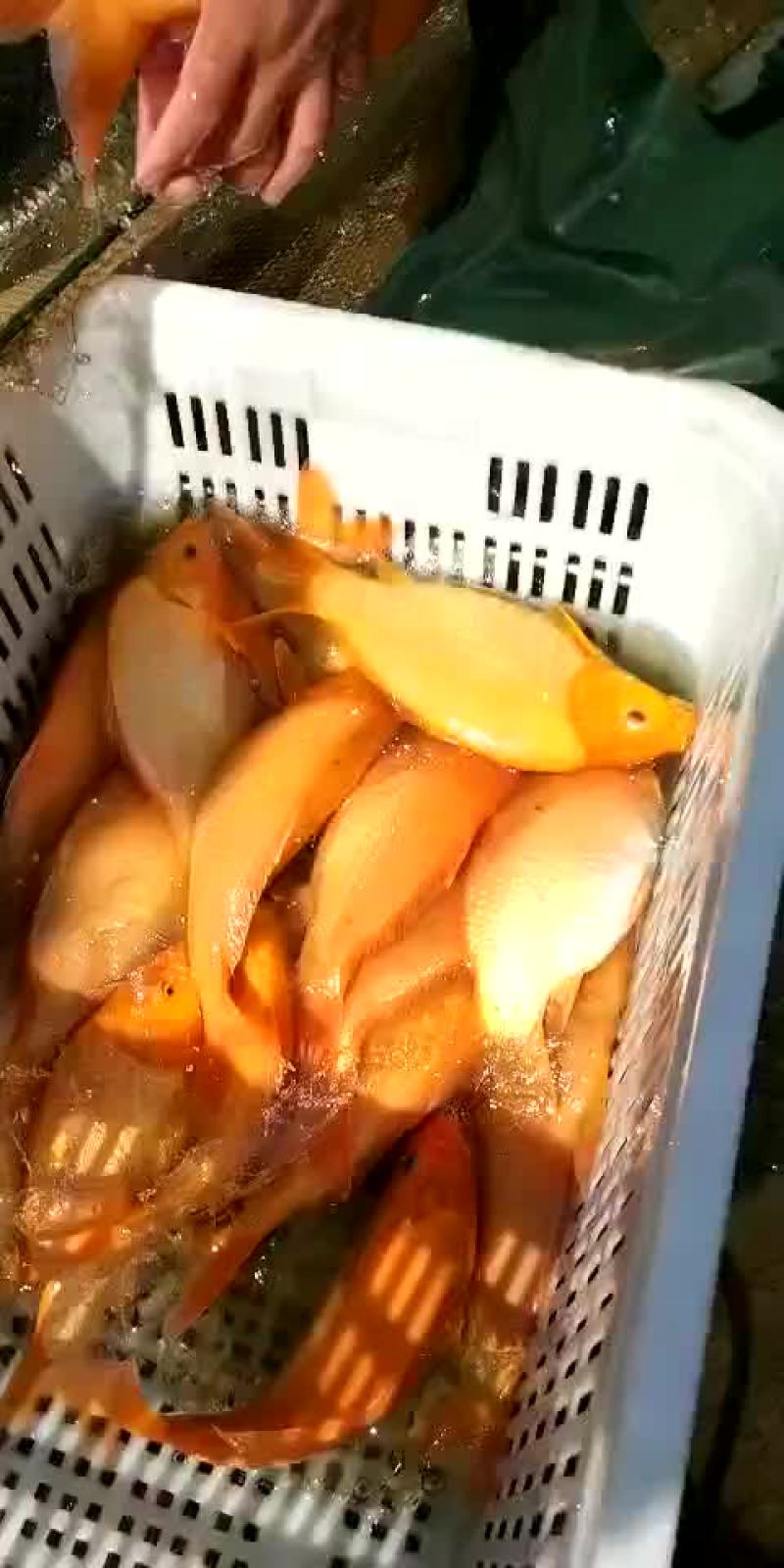 精品水库鱼溏大小红鲤鱼，质量好，可食用可观赏。