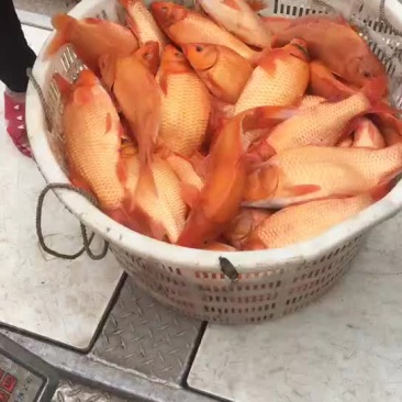 精品水库鱼溏大小红鲤鱼，质量好，可食用可观赏。