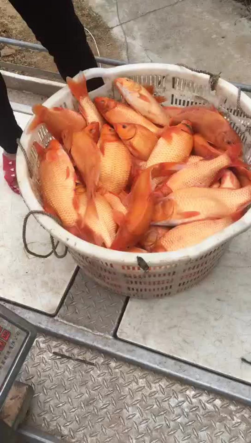精品水库鱼溏大小红鲤鱼，质量好，可食用可观赏。