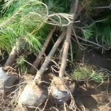 油松