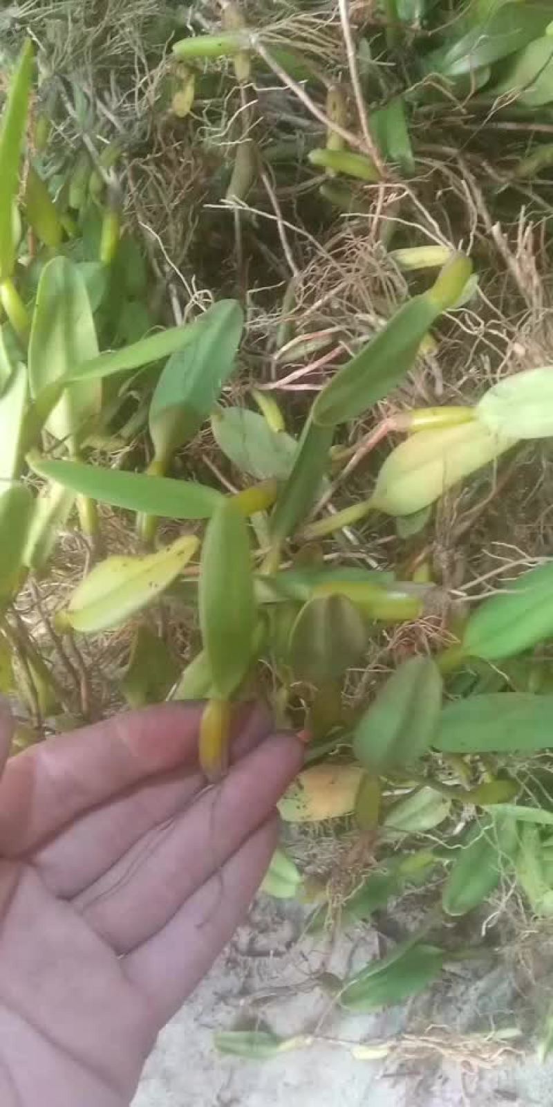 石橄欖中果大量出