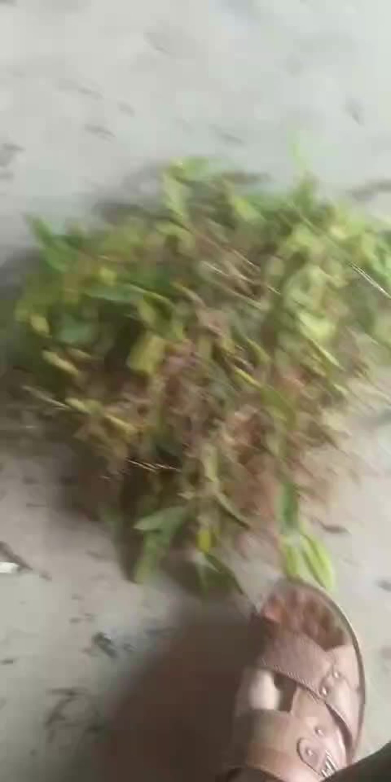 石橄欖中果大量出