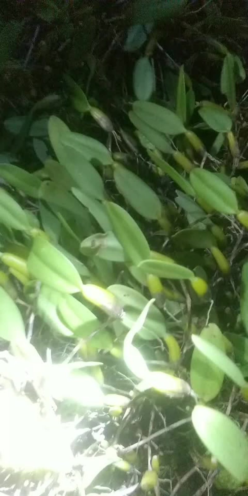 石橄欖中果大量出