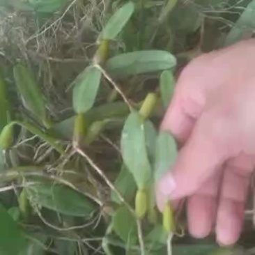 石橄欖中果大量出