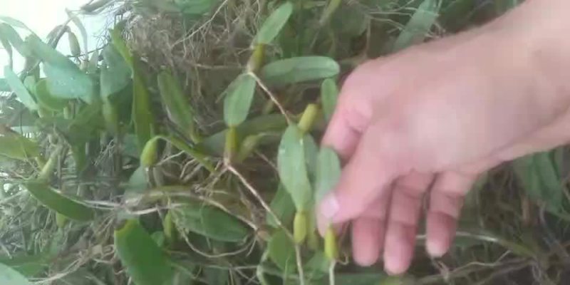 石橄欖中果大量出