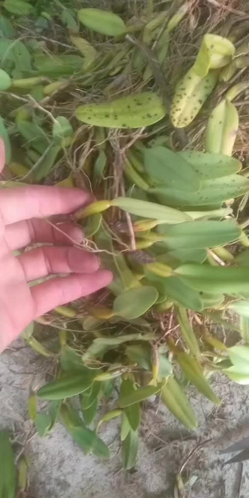 石橄欖中果大量出