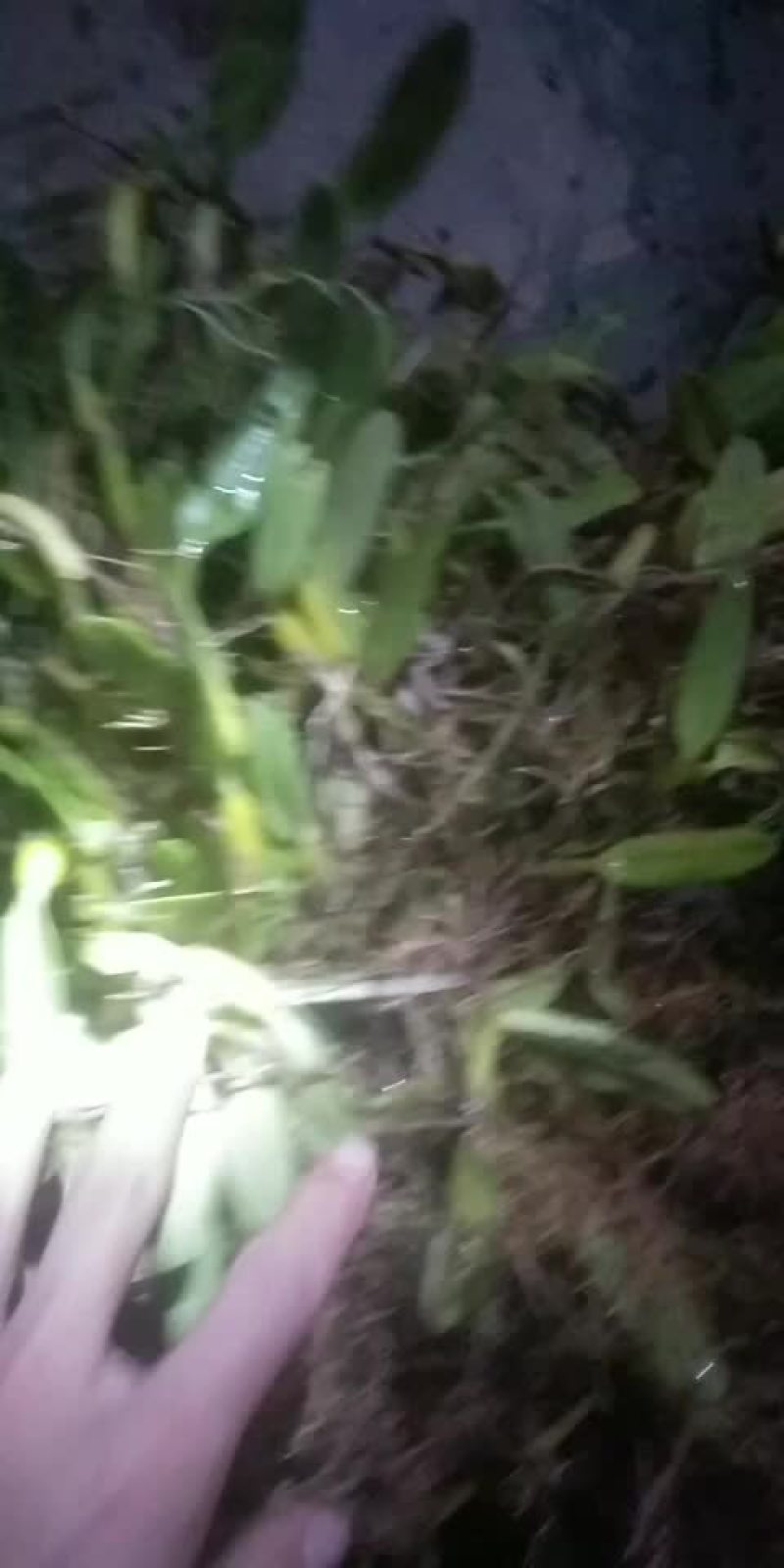 石橄欖中果大量出