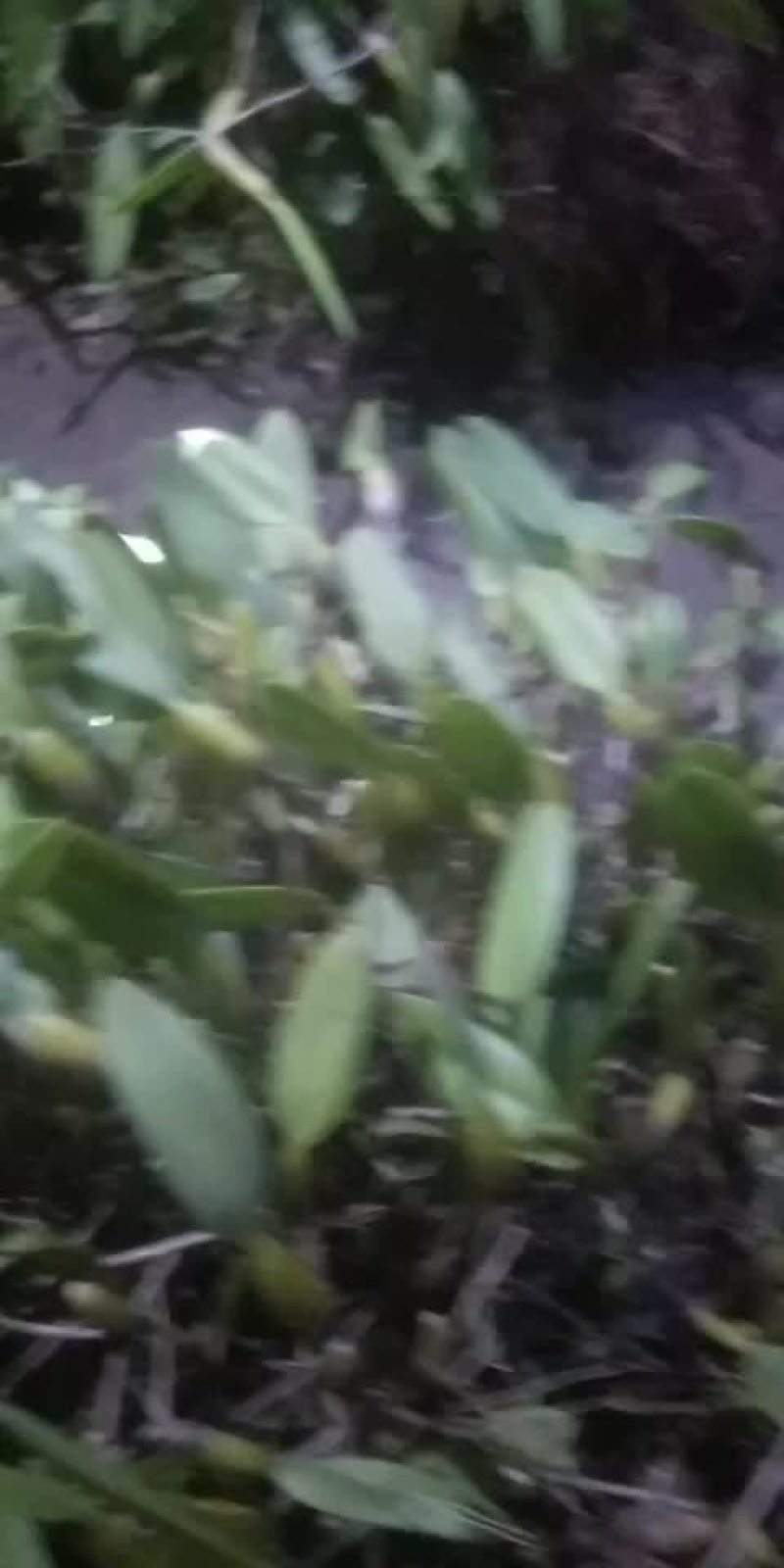 石橄欖中果大量出