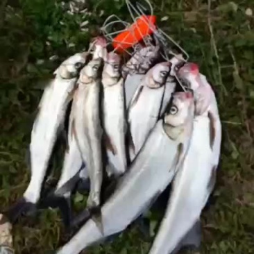 翘嘴白