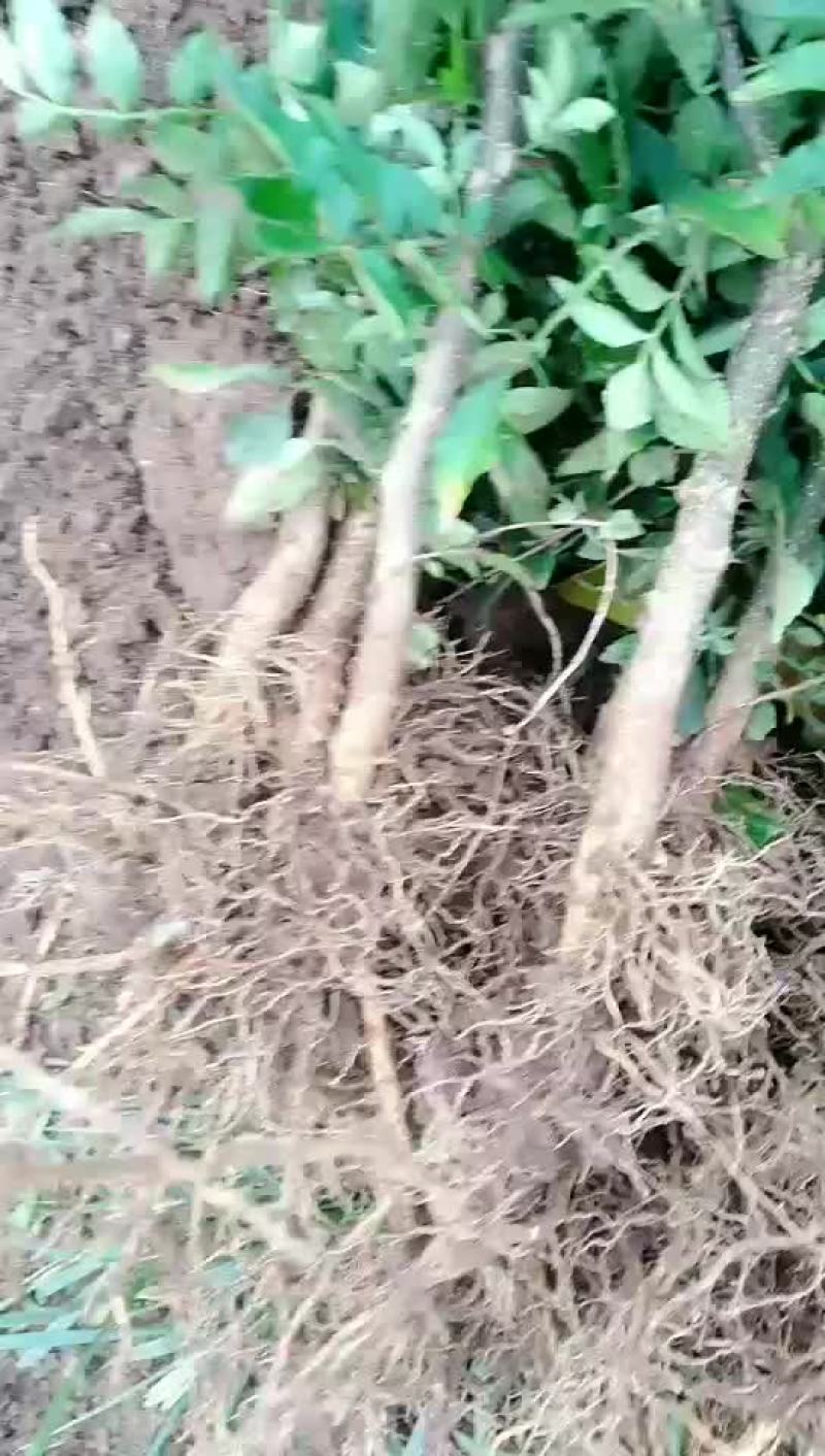 花椒苗
