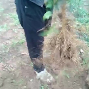 花椒苗