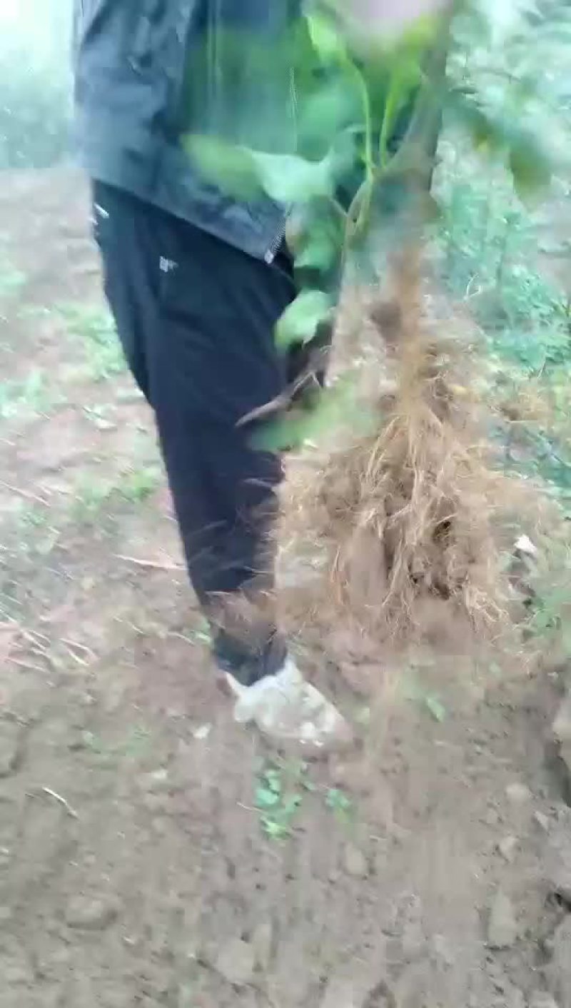 花椒苗
