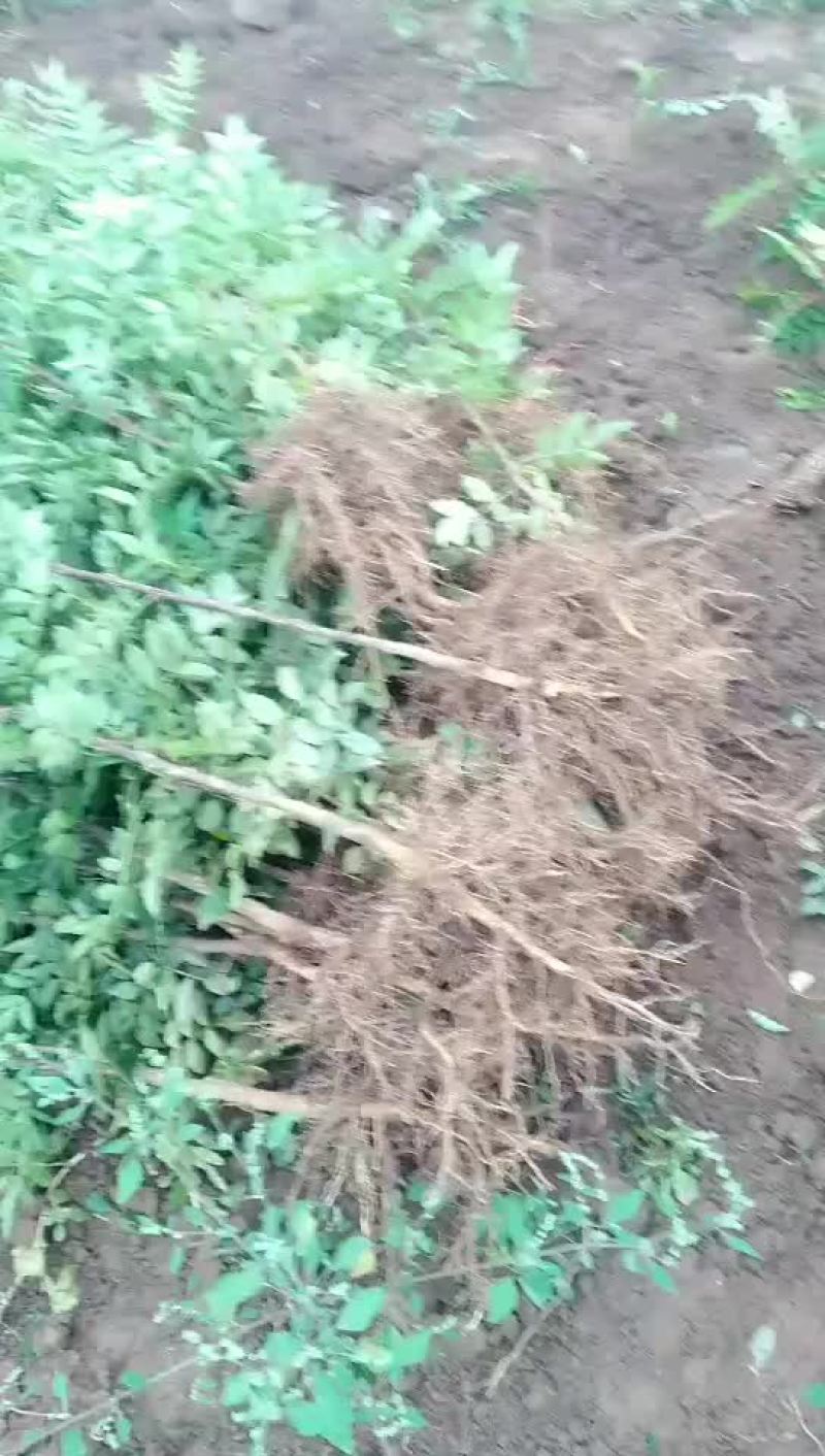 花椒苗