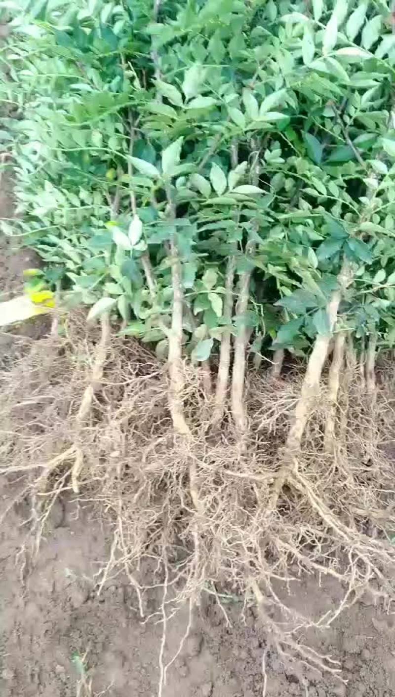 花椒苗