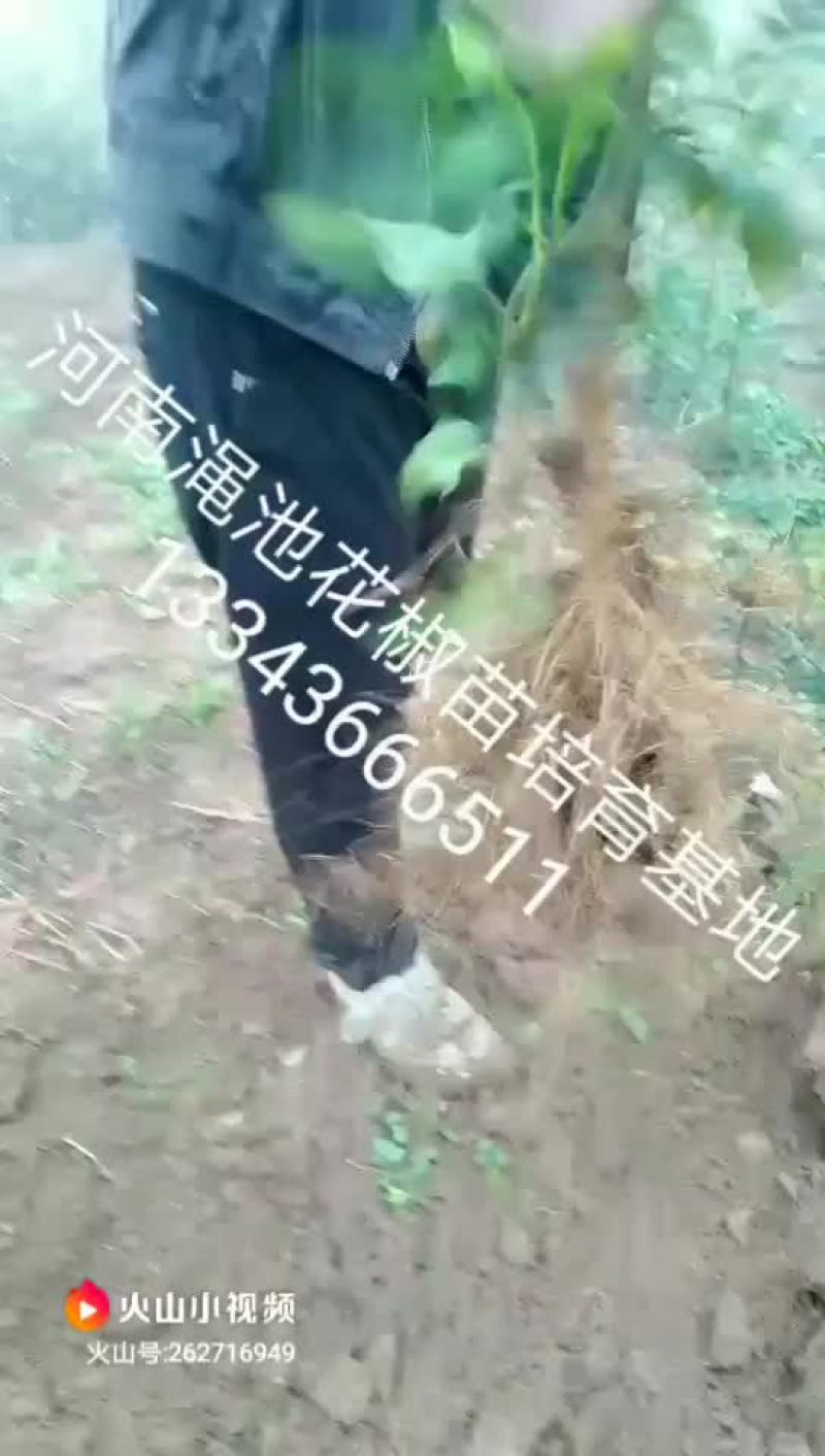 花椒苗