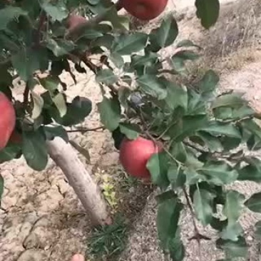 冰糖心红富士马上上市