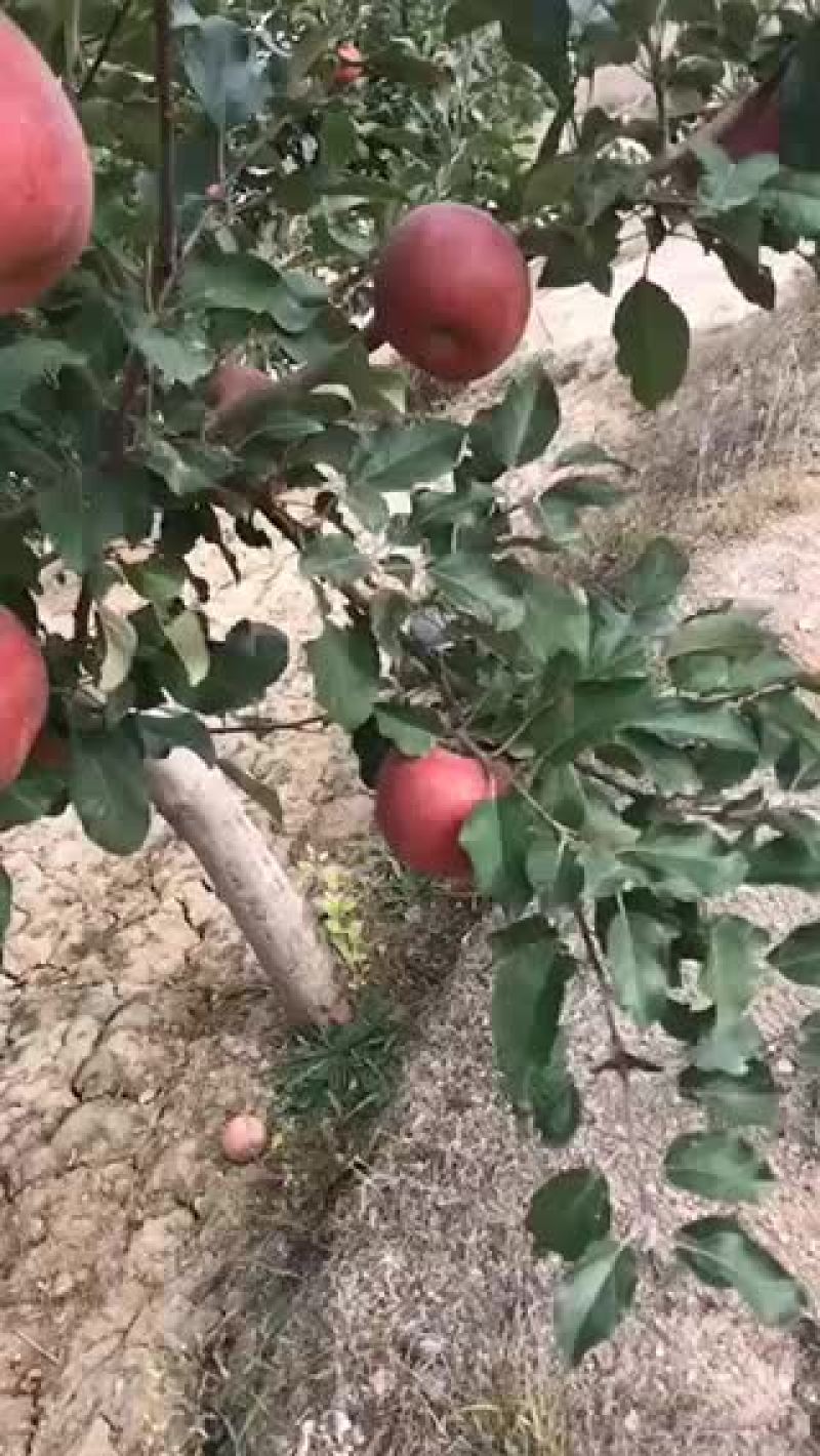 冰糖心红富士马上上市