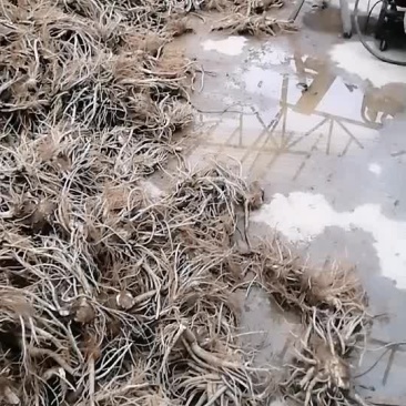 独活苗