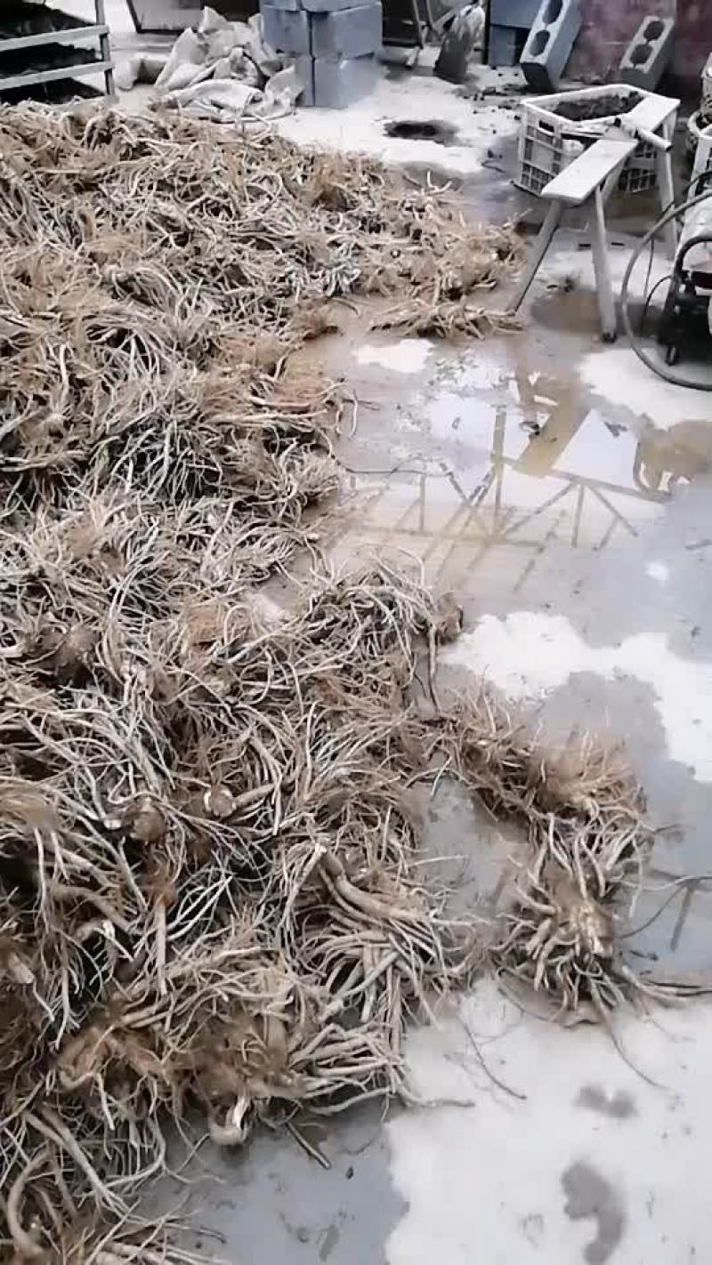 独活苗