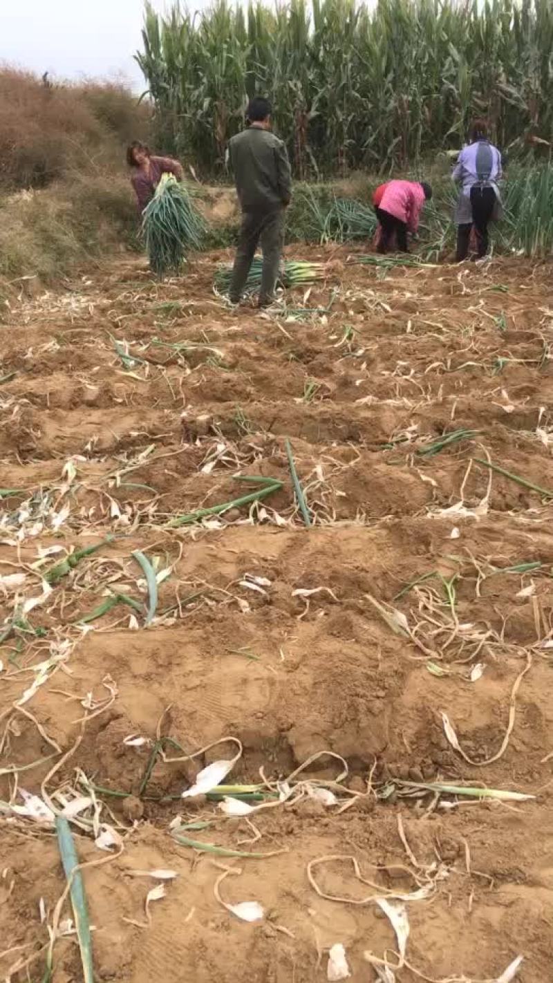 培土长白大葱