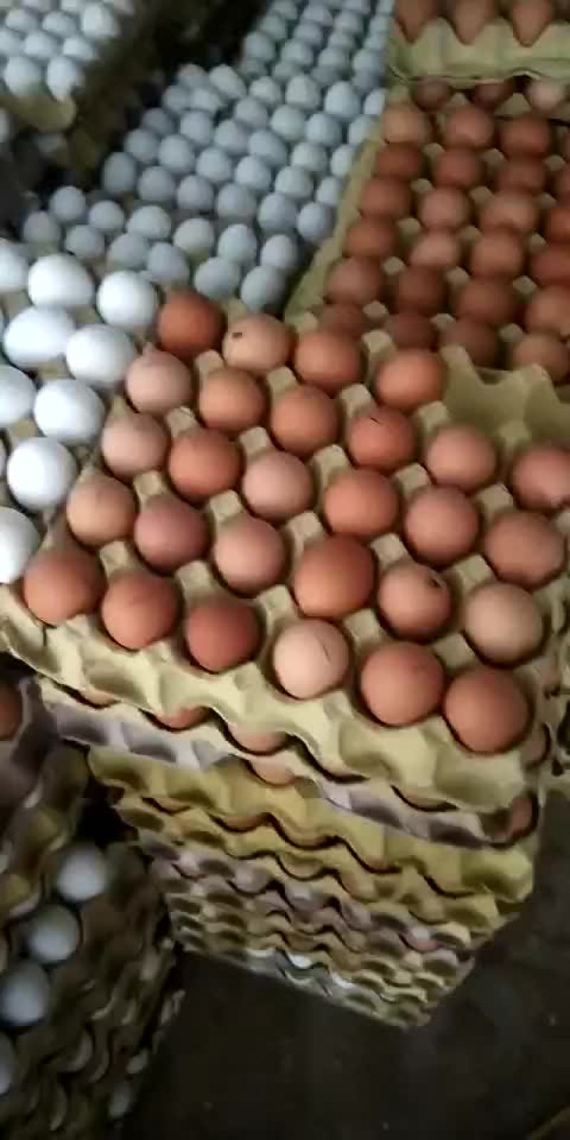 鸡蛋