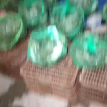 洪湖清水大闸蟹