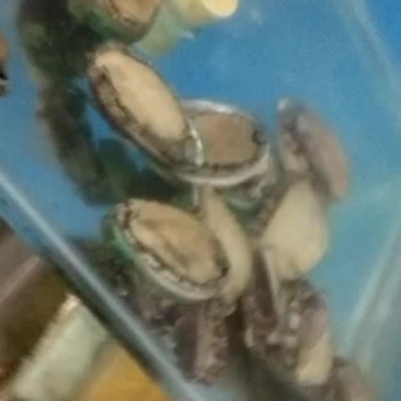 鲍鱼各种规格
