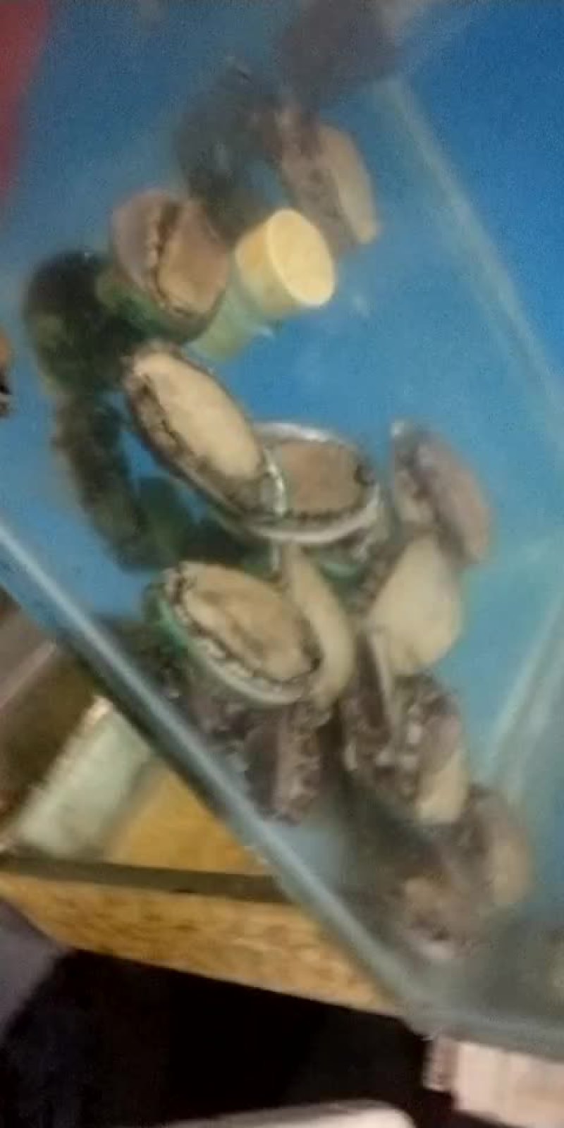 鲍鱼各种规格