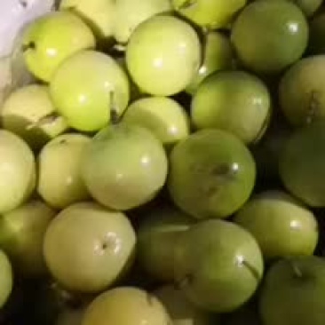 黄金果