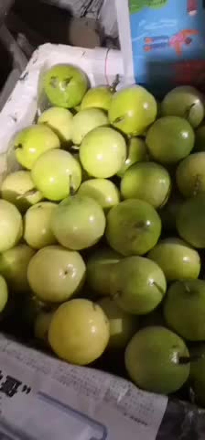 黄金果
