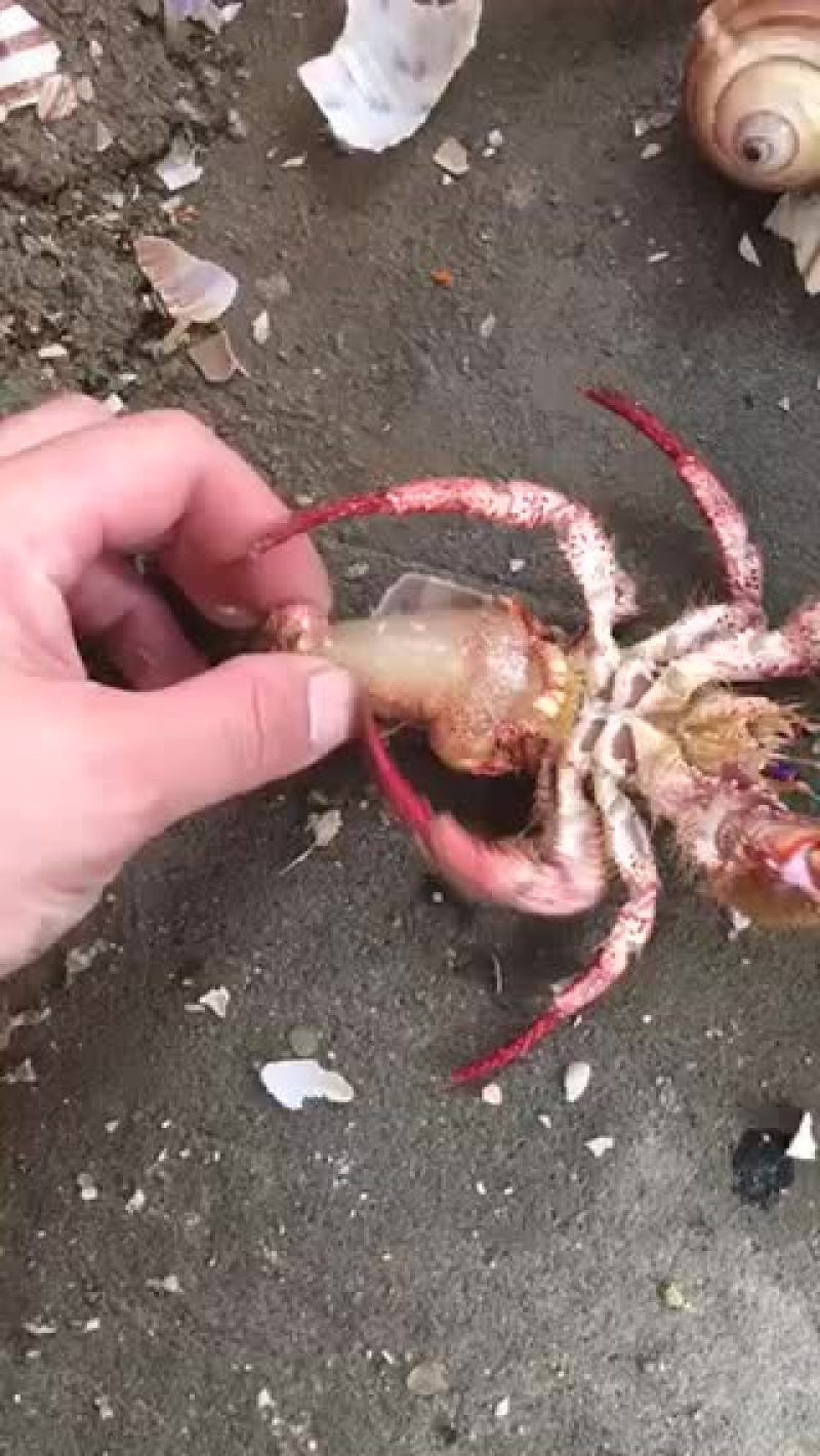 寄居蟹肉
