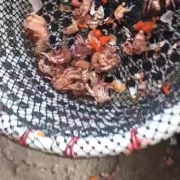 寄居蟹肉