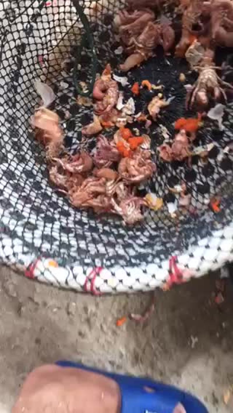 寄居蟹肉