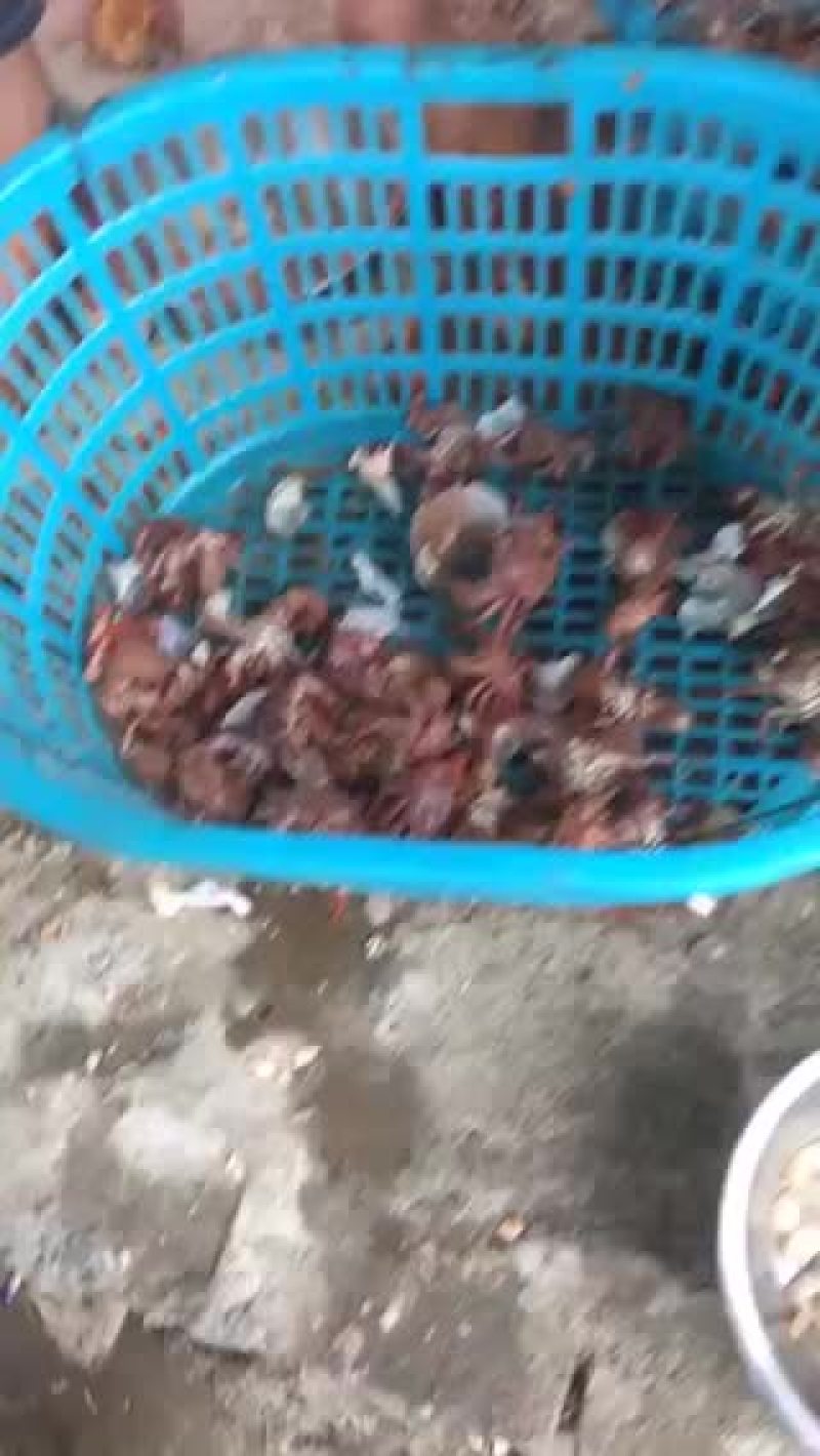 寄居蟹肉