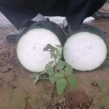 黑皮东瓜